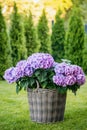Purple hydrangea flowers in full bloom Royalty Free Stock Photo