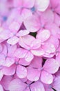 Macro details of Purple Hydrangea flowers with rain droplets Royalty Free Stock Photo