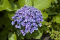 Purple hydrangea in garden