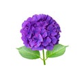 Purple hydrangea or hortensia flower closeup isolated on white. Transparent png additional format Royalty Free Stock Photo