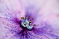 Purple Hydrangea Macro, Bright Colors