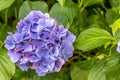 Flower in macrophotograpy hydrangea Royalty Free Stock Photo