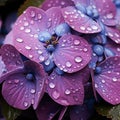 Purple Hydrangea macrophylla flowers with water drops.