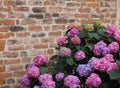 Purple hydrangeas bloomed with flowers with an old red brick wall