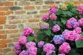 Purple hydrangeas bloomed with tiny flowers with an old brick wa