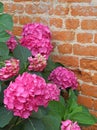 Purple hydrangeas bloomed with tiny flowers with an red brick wa