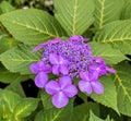 purple hydrangia bllom with buds Royalty Free Stock Photo