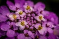 Purple iberis flower