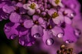 Purple iberis flower