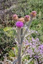 Purple Illyrian thistle flowers Royalty Free Stock Photo