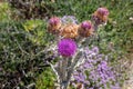 Purple Illyrian thistle flowers Royalty Free Stock Photo