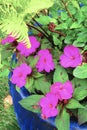 Purple impatiens flowers in blue ceramic pot