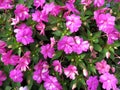 Purple Impatiens in Mid July