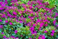 Purple Impatiens Impatiens walleriana flowers in summer sunny day