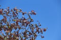 Indian almond tree leaf with vivid sky