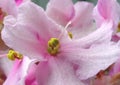 Purple inflorescence