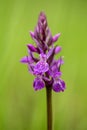 Purple inflorescence of wild orchid, Dactylorhiza russowii