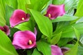 Purple infloresences of Zantedeschia sp. or Calla Lily plant with petal-like spathes surrounding the central, yellow spadices