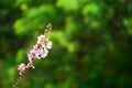 Purple Inthanin lagerstroemia flower in the forest. Royalty Free Stock Photo