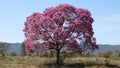 Purple ipe tree. Royalty Free Stock Photo