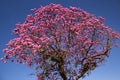 Purple Ipe, a typical Brazilian tree.