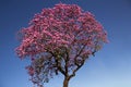 Purple Ipe, a typical Brazilian tree.