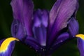 Purple Iris 1 Royalty Free Stock Photo