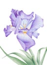 Purple Iris Royalty Free Stock Photo