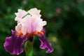 Purple Iris Royalty Free Stock Photo