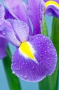 Purple Iris Royalty Free Stock Photo