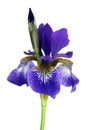 Purple Iris