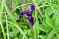 Purple iris in the Bay of Akhlestyshev on the island of Russian. Russia, Vladivostok