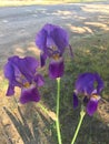 Purple Iris