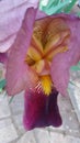 Purple iris bloom