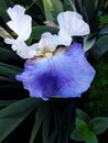 A Purple Iris blooming in the morning sun Royalty Free Stock Photo