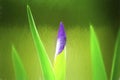 A blooming  beautiful iris  in spring time Royalty Free Stock Photo