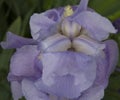 close-up: purple iris blossom with yellow stamen sidewise