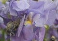 close-up: purple iris blossom with yellow stamen