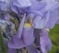 close-up: purple iris blossom with yellow stamen