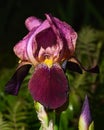 Purple iris and a bud with drops of water during the rain on a dark background Royalty Free Stock Photo