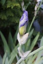 Purple iris bud Royalty Free Stock Photo