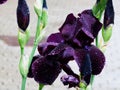 Purple iris close up of large delicate petals with rain drops Royalty Free Stock Photo