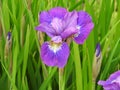 Purple Iris closeup Royalty Free Stock Photo