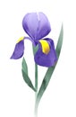 Purple iris collage