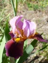 Purple iris in the field Royalty Free Stock Photo
