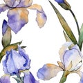 Purple iris floral botanical flower. Watercolor background illustration set. Frame border ornament square. Royalty Free Stock Photo