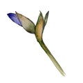 Purple iris. Floral botanical flower. Watercolour drawing aquarelle isolated. Isolated iris illustration element.