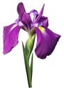 Purple iris flower