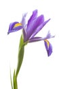 Purple iris flower Royalty Free Stock Photo