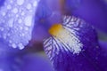 Purple iris flower